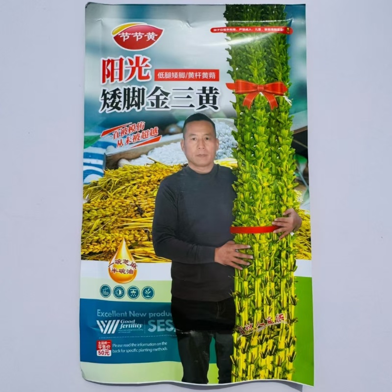 黄金一条鞭芝麻种子黄杆黄蒴白芝麻种子杂交丰产夏播芝麻种子