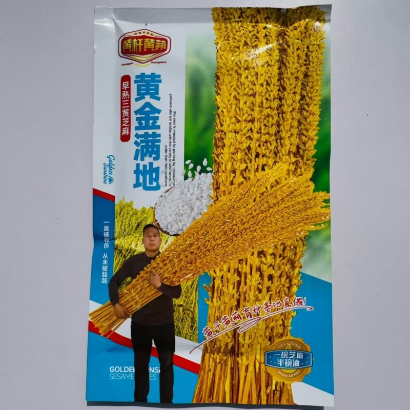 黄金一条鞭芝麻种子黄杆黄蒴白芝麻种子杂交丰产夏播芝麻种子