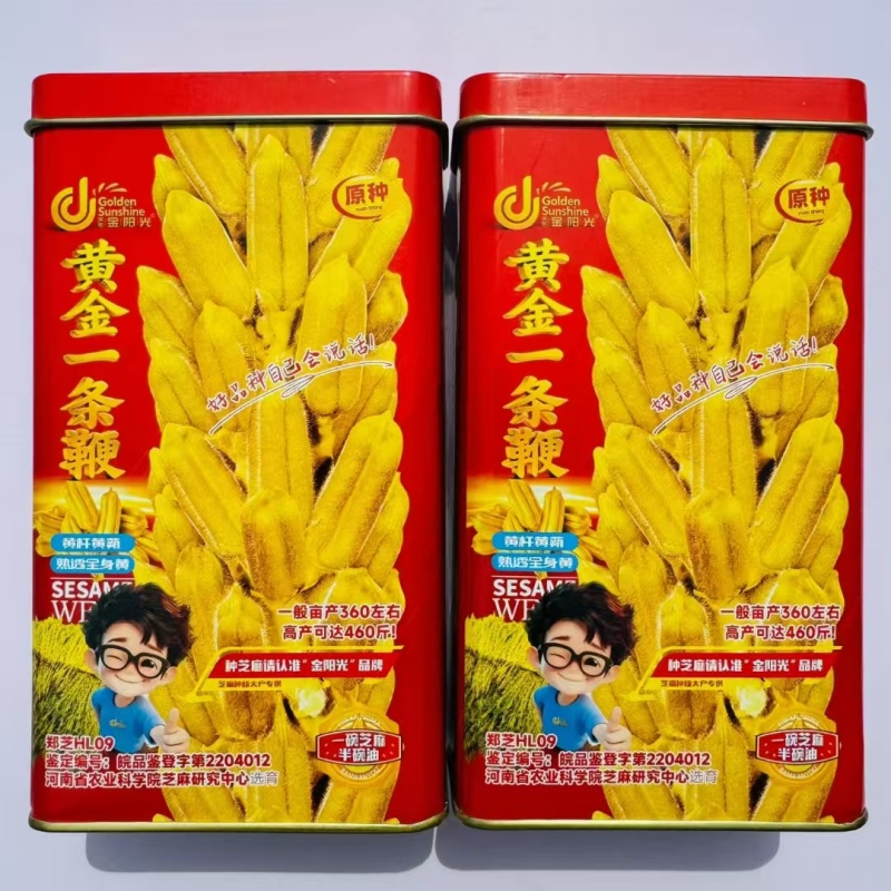 黄金一条鞭芝麻种子黄杆黄蒴白芝麻种子杂交丰产夏播芝麻种子