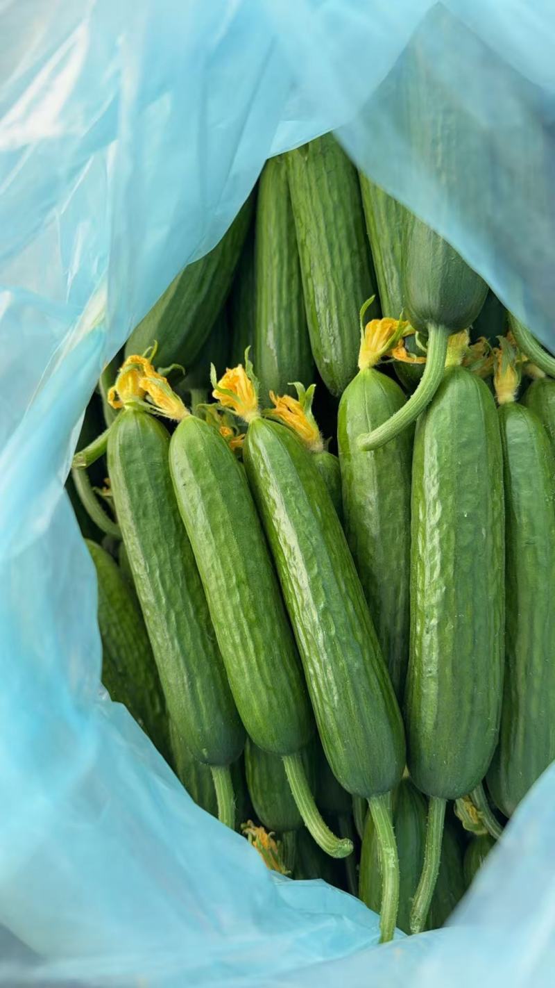 水果黄瓜、小黄瓜、荷兰瓜产地，专业代购代销，可供商超电商