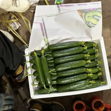 水果黄瓜、小黄瓜、荷兰瓜产地,专业代购代销,可供商超电商