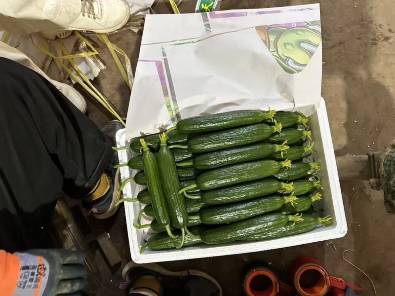 水果黄瓜、小黄瓜、荷兰瓜产地，专业代购代销，可供商超电商