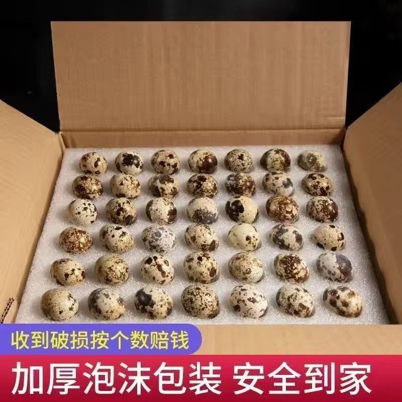 新鲜农家散养鹌鹑蛋型号70枚新鲜营养