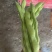 遂宁精品四季豆