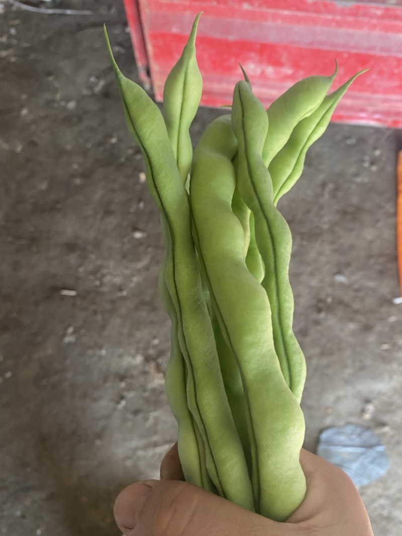 遂宁精品四季豆