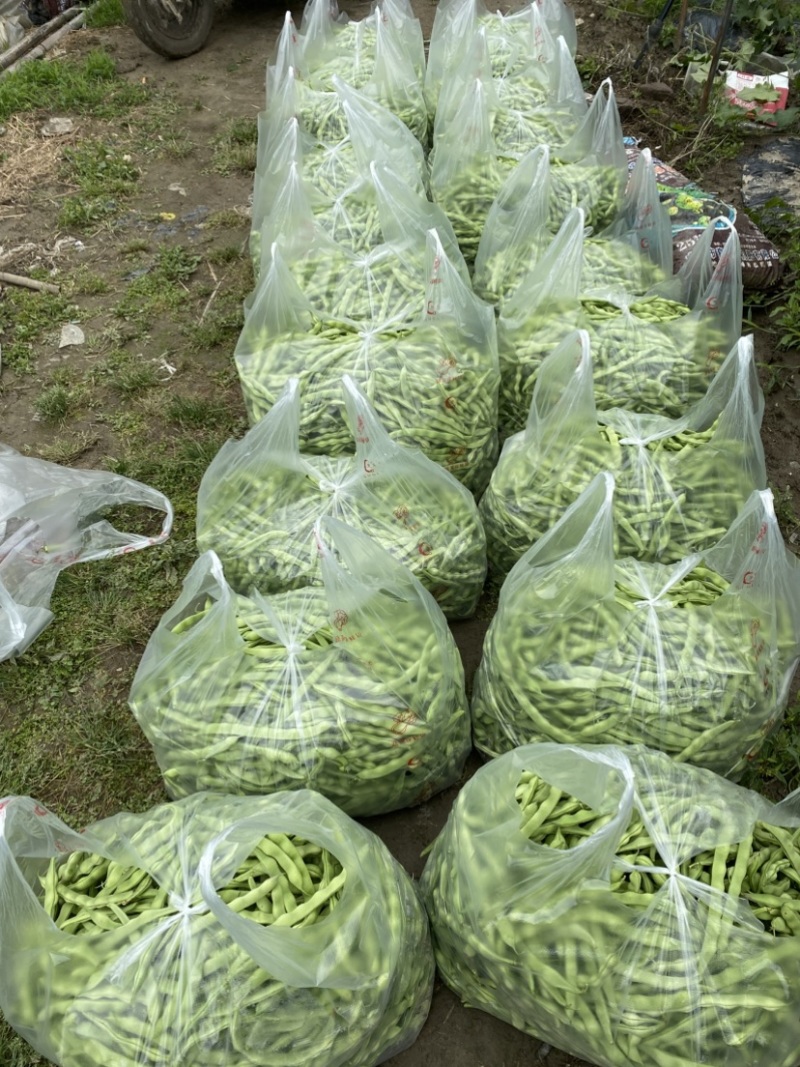 遂宁精品四季豆