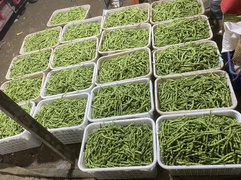 遂宁精品四季豆