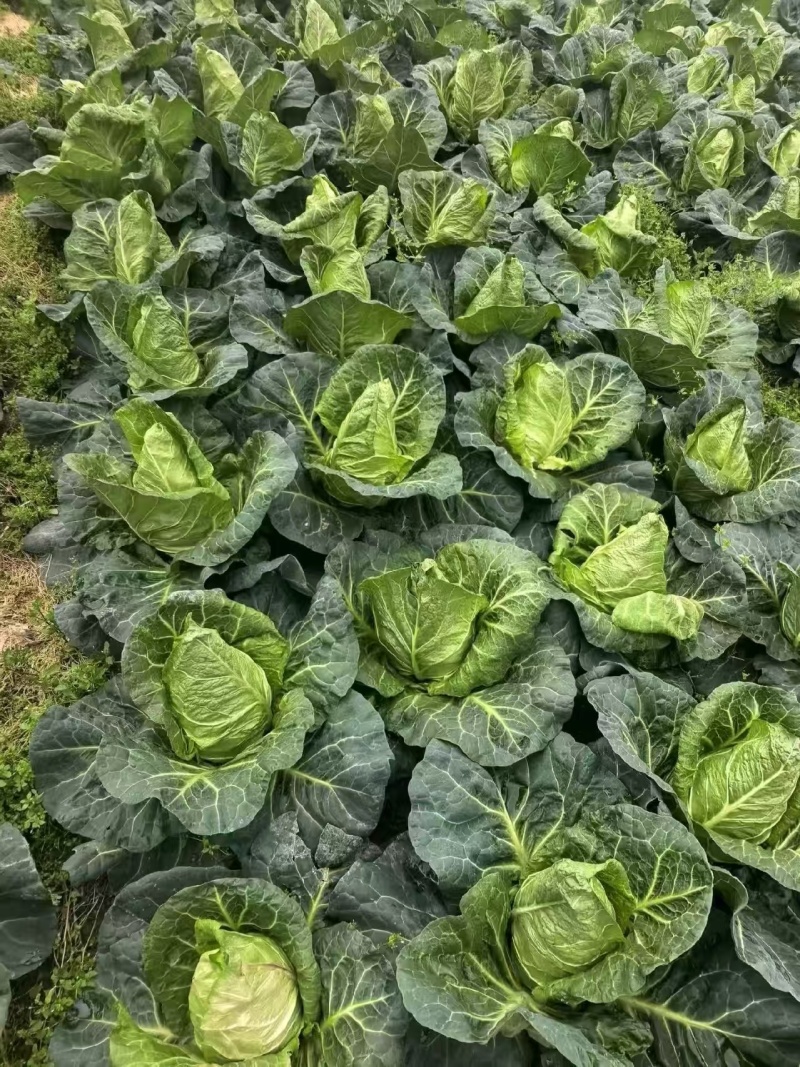 威宁高海拔露天种植