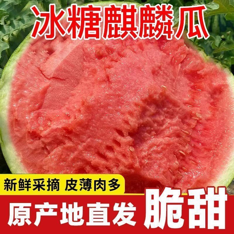 精品麒麟美都西瓜，产地直发，保质保量，诚信经营，可视频看货