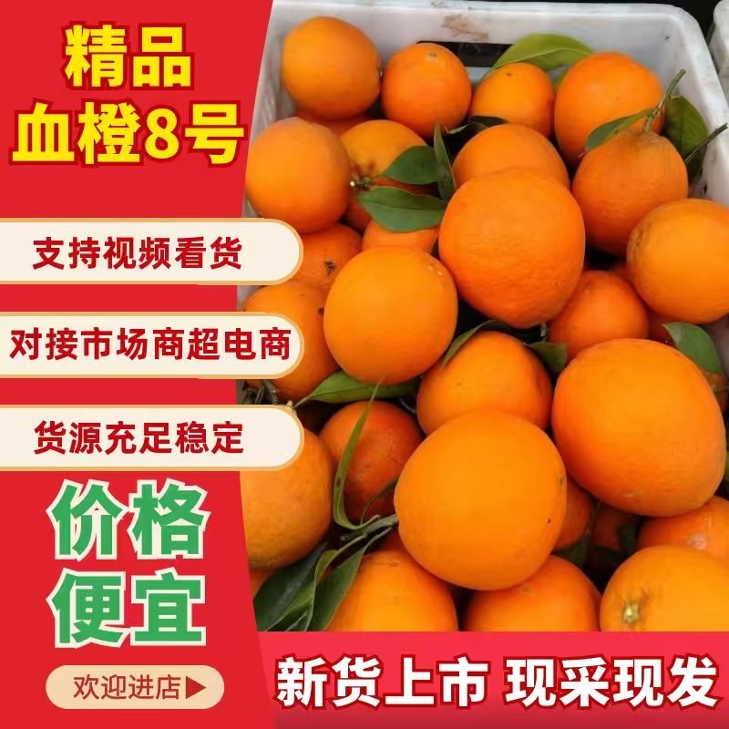 精品血橙8号
