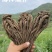 岷县产地当归，无硫熏，自然晾晒