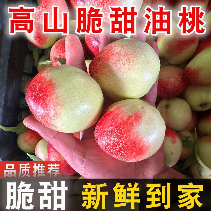 湖北油桃，金锁，中油13白心桃。突围，大量有货