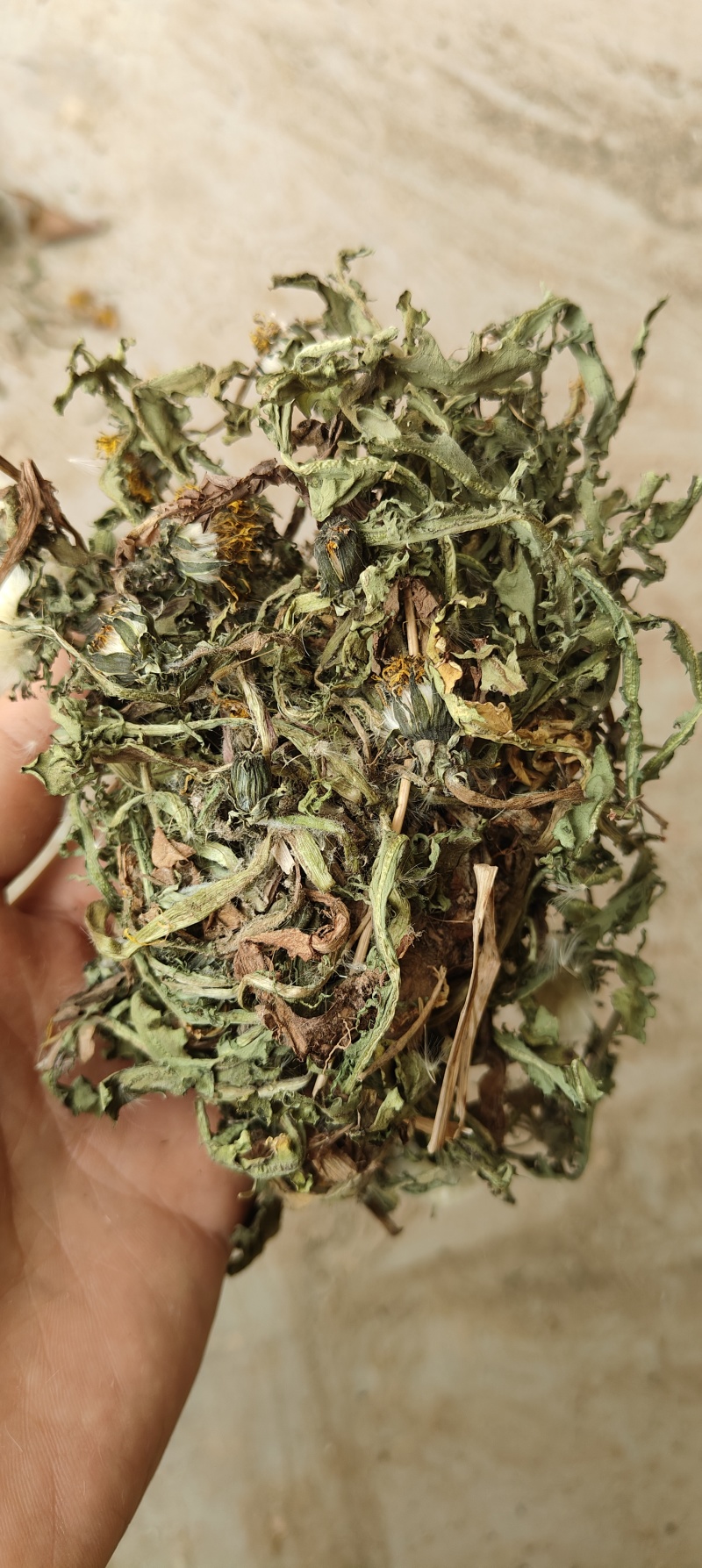 野生蒲公英