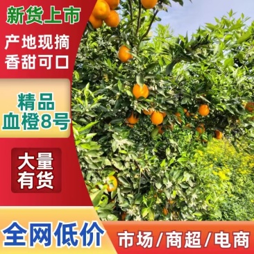 四川血橙8号