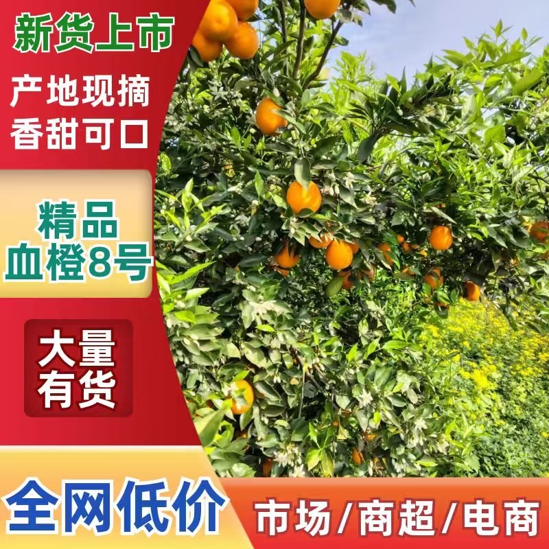 四川血橙8号