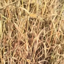 太白贝母杆子干货川贝母