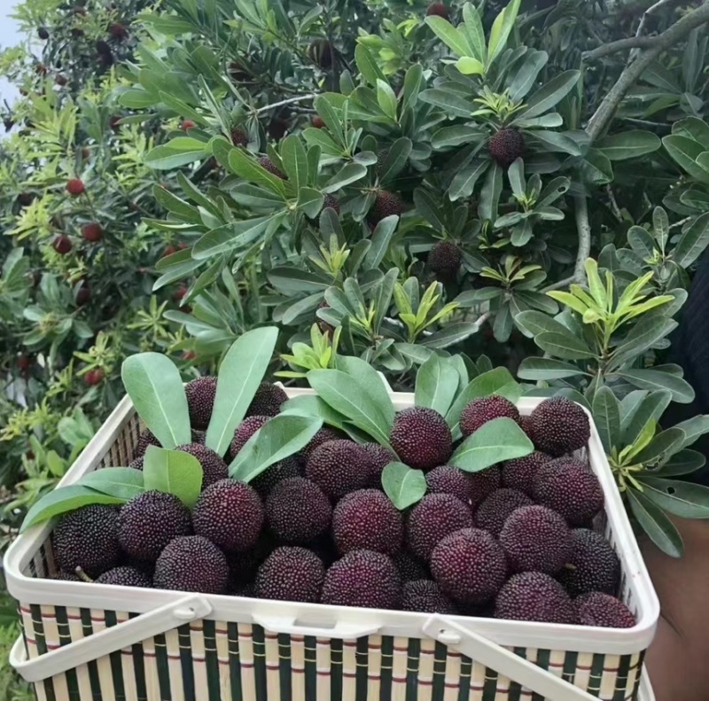 【好评超多】马涧大棚杨梅，酸甜可口，产地直发，现采现发