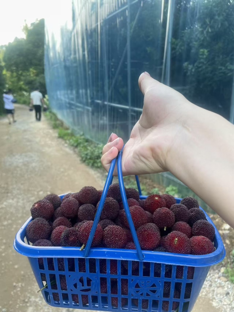 【好评超多】马涧大棚杨梅，酸甜可口，产地直发，现采现发