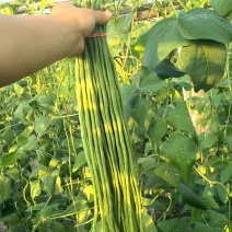 青条豆角，精品豆角，电商，商超，市场可接，量大