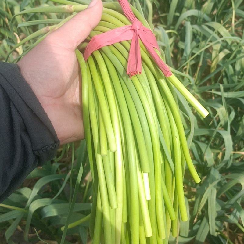红帽蒜台