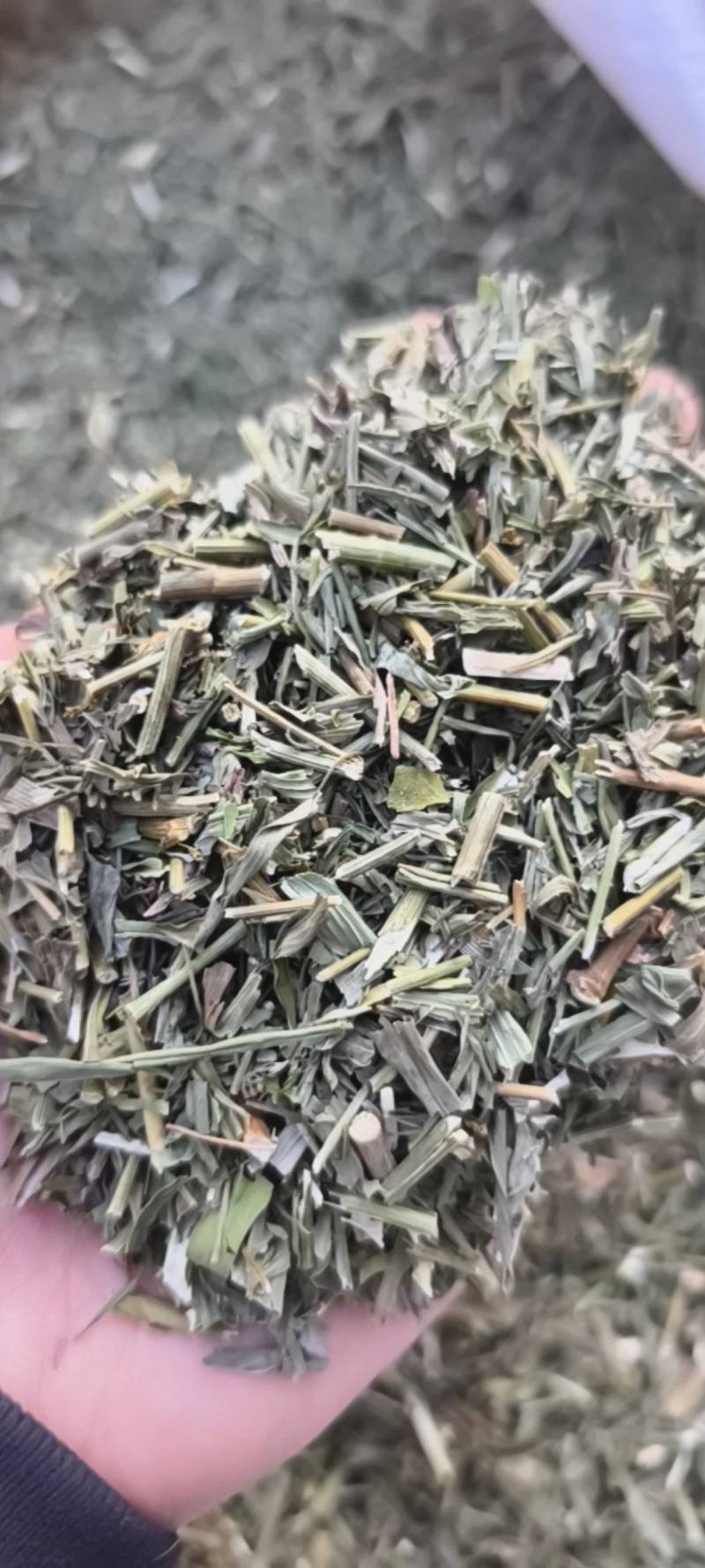 柴胡今年新货颜色好地道药材紫轩堂药业
