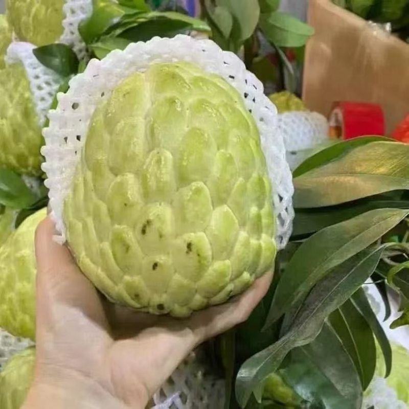 大目释迦果[顺丰包邮]新鲜释迦果林檎番荔枝佛头果