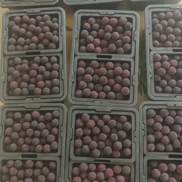 云南石屏杨梅大量上市货源充足保质保量欢迎来电