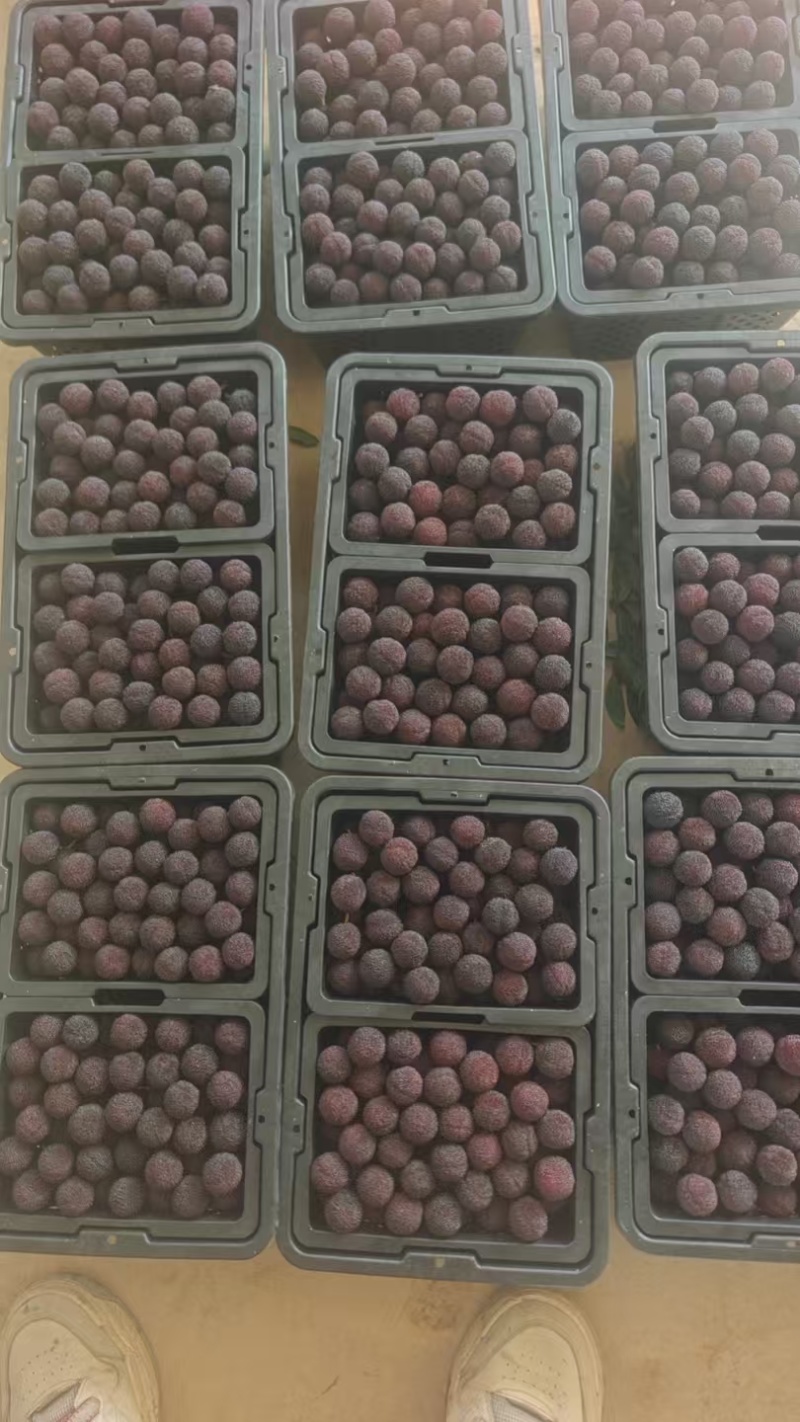 云南石屏杨梅大量上市货源充足保质保量欢迎来电