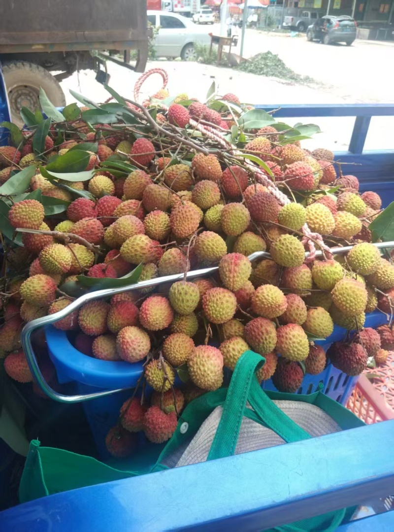 高州根子荔枝