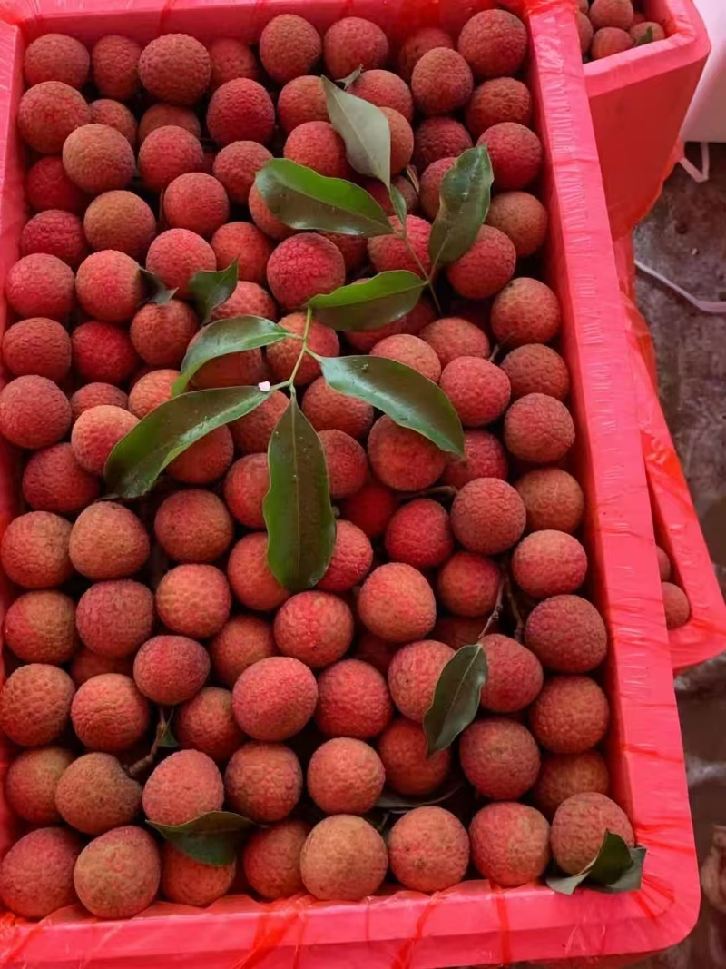 高州根子荔枝