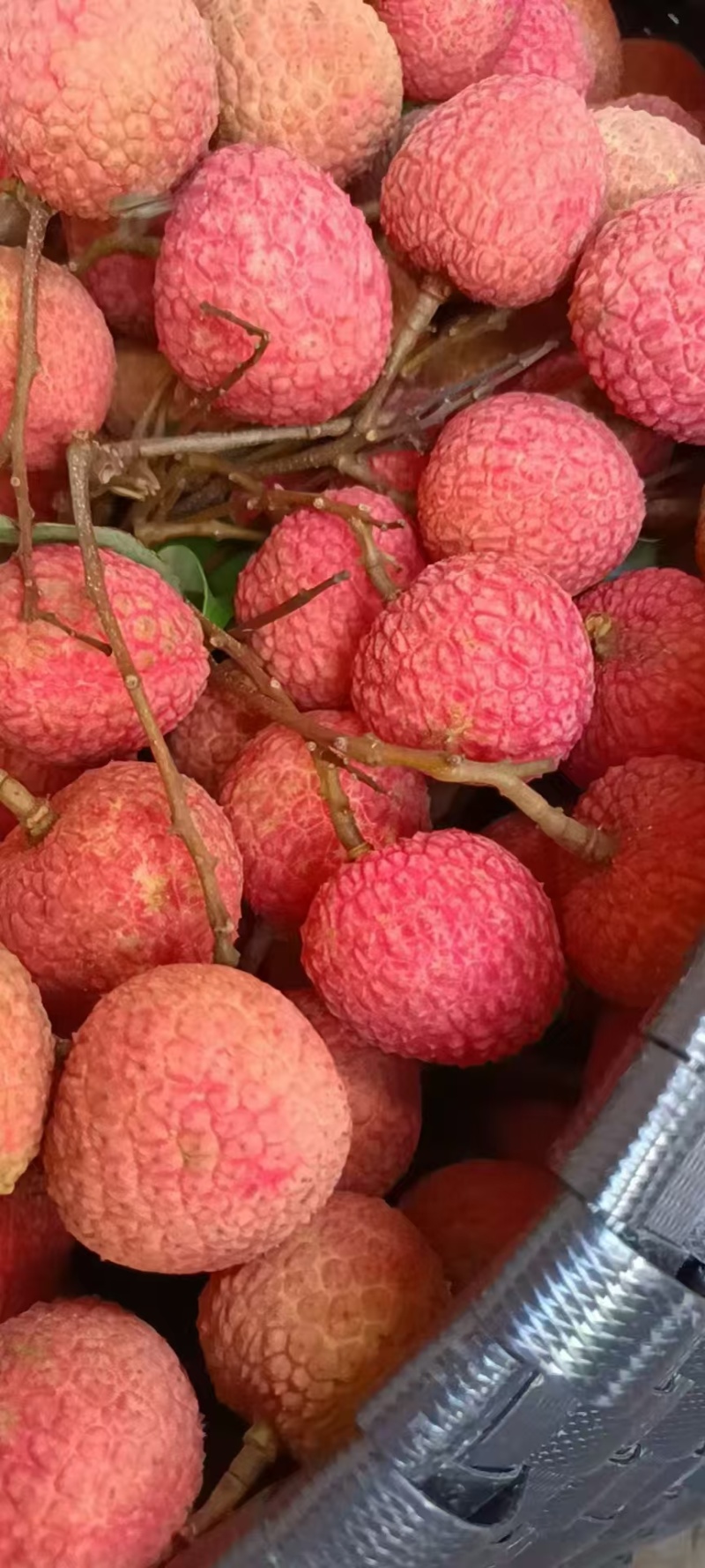 高州根子荔枝