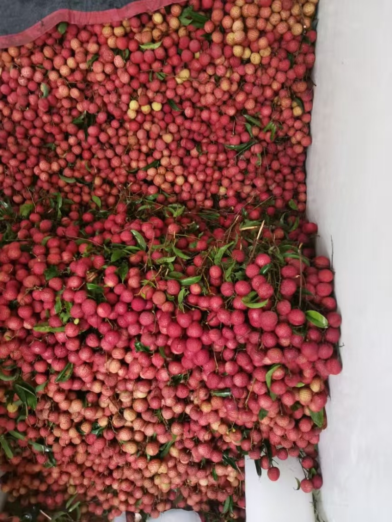 高州根子荔枝