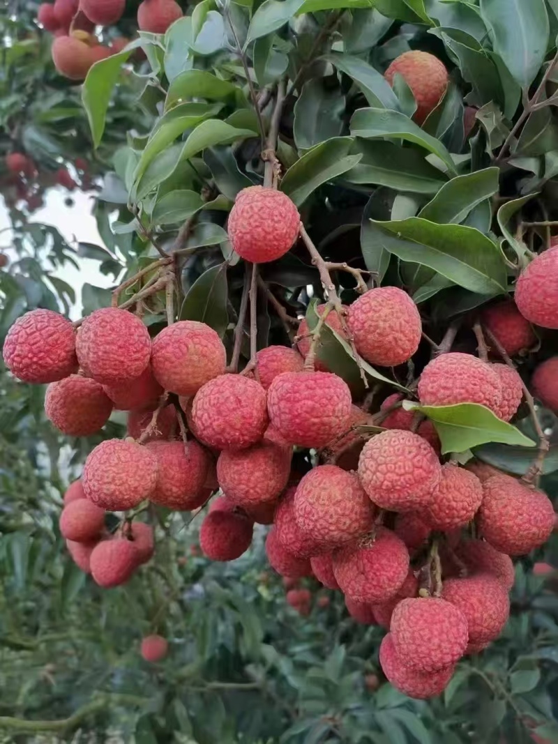 高州根子荔枝