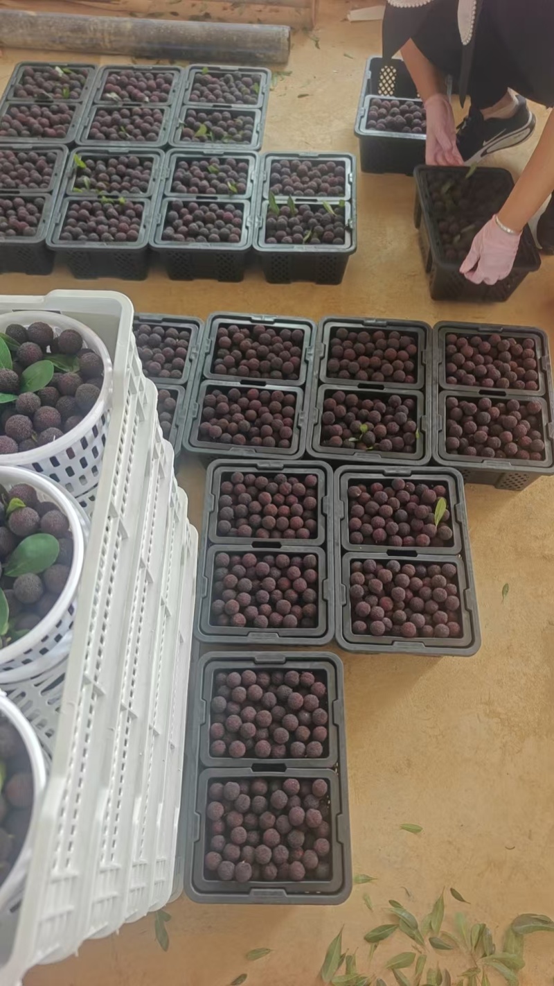 云南石屏荸荠杨梅大量接单产地直发量大从优欢迎来电