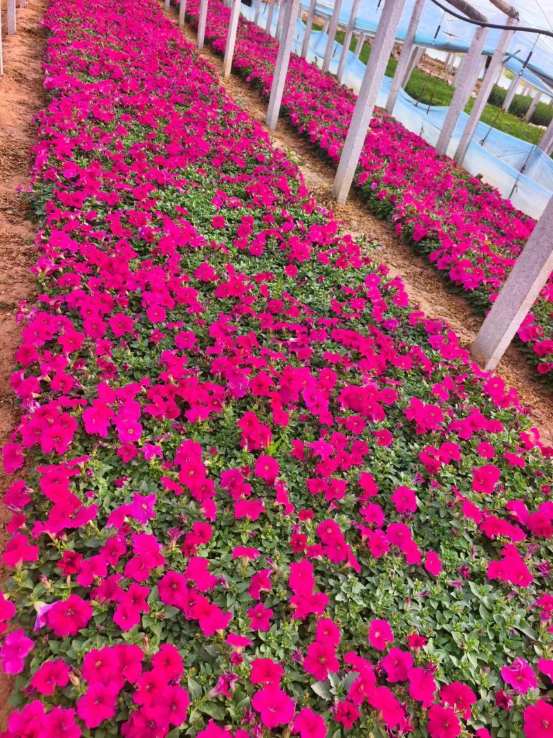 矮牵牛花