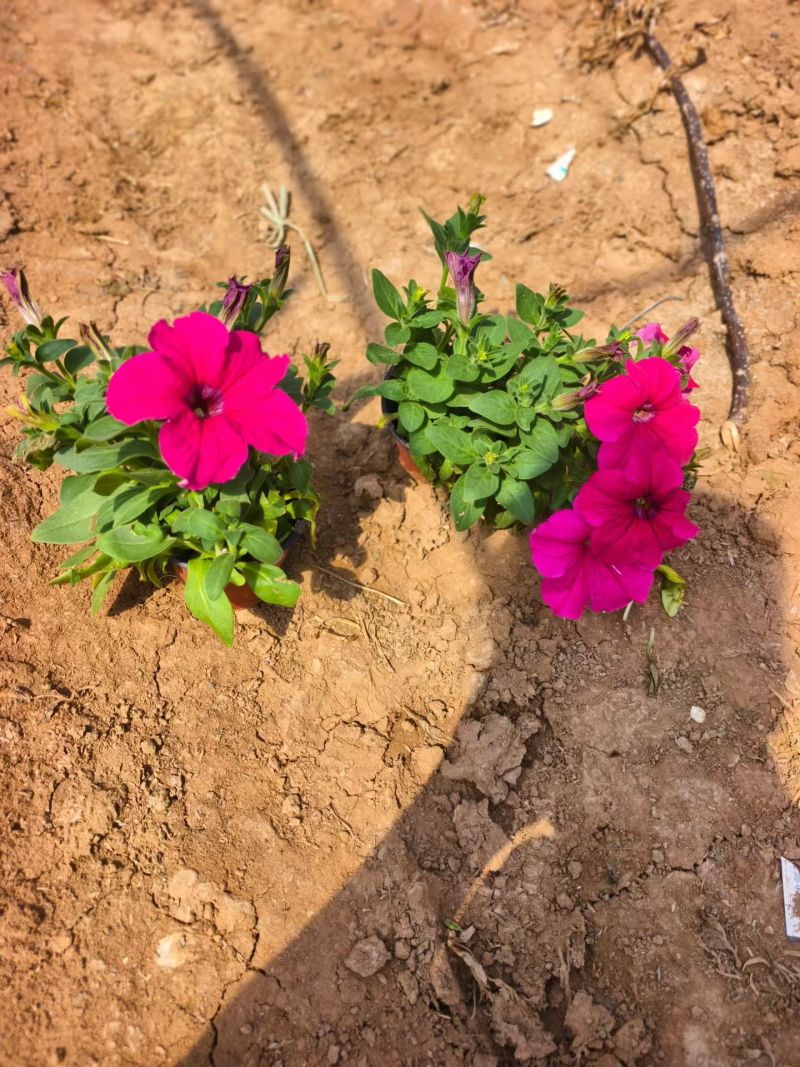 矮牵牛花
