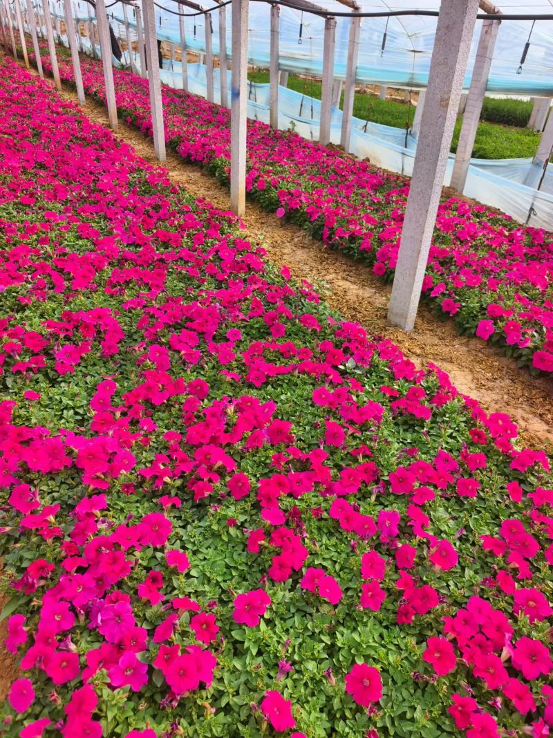 矮牵牛花