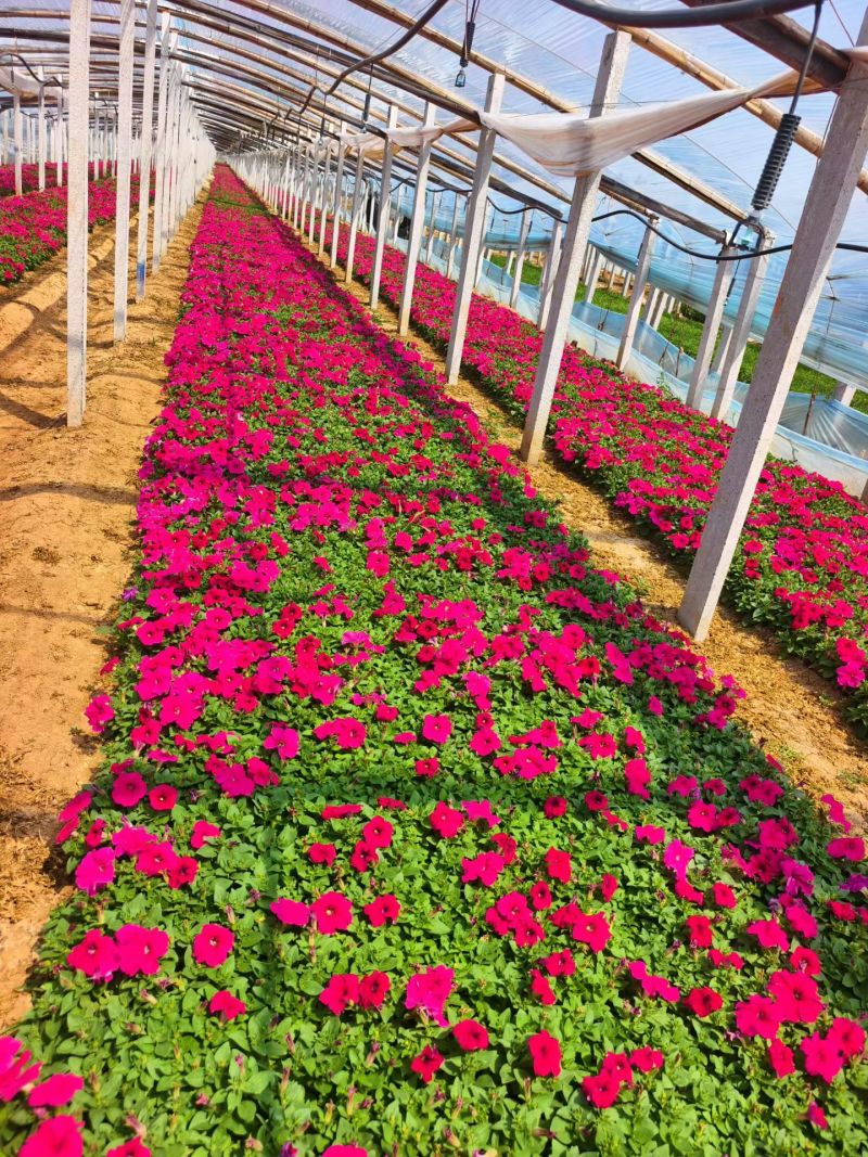 矮牵牛花