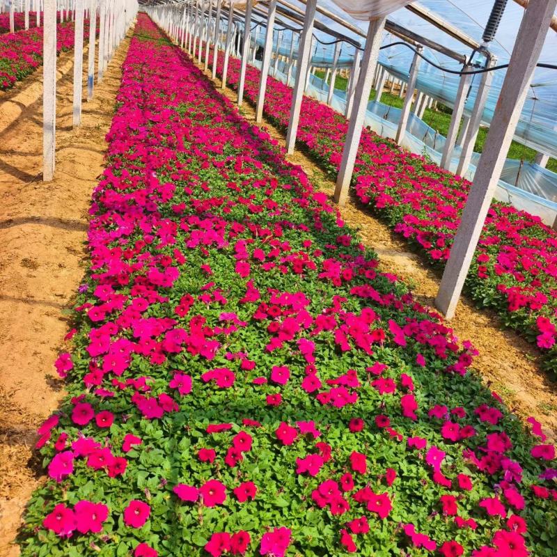 矮牵牛花