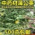 野生蒲公英天然整棵带根带花晒干的蒲公英茶婆婆丁新货