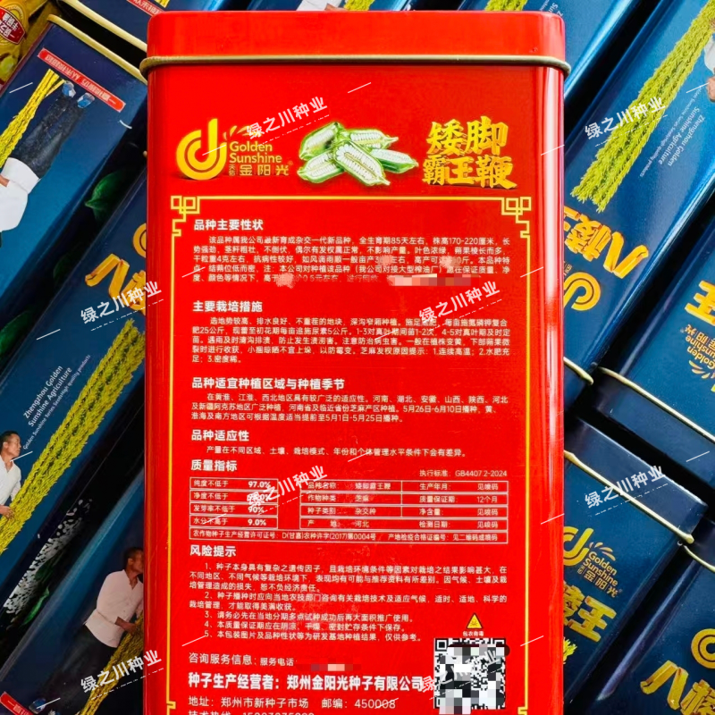矮脚霸王鞭芝麻种子原种低腿黄杆黄蒴白芝麻种子高产抗病芝麻