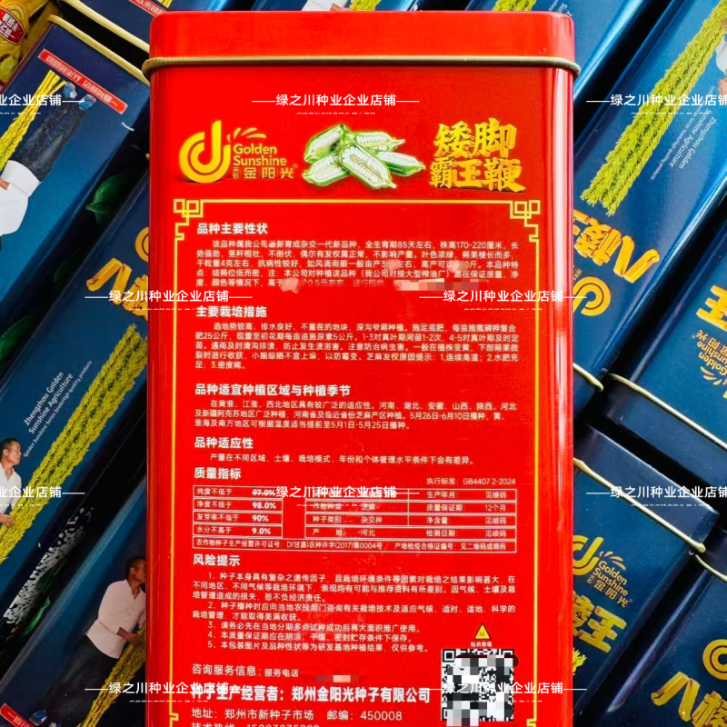 矮脚霸王鞭芝麻种子原种低腿黄杆黄蒴白芝麻种子高产抗病芝麻