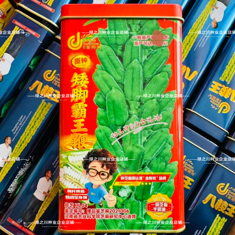 矮脚霸王鞭芝麻种子原种低腿黄杆黄蒴白芝麻种子高产抗病芝麻