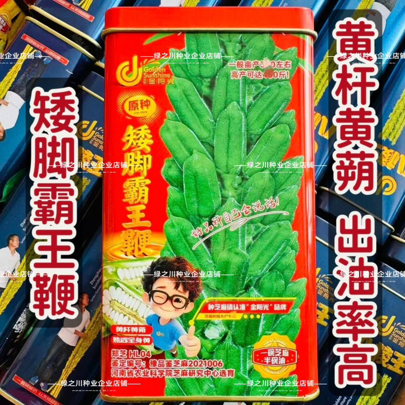 矮脚霸王鞭芝麻种子原种低腿黄杆黄蒴白芝麻种子高产抗病芝麻