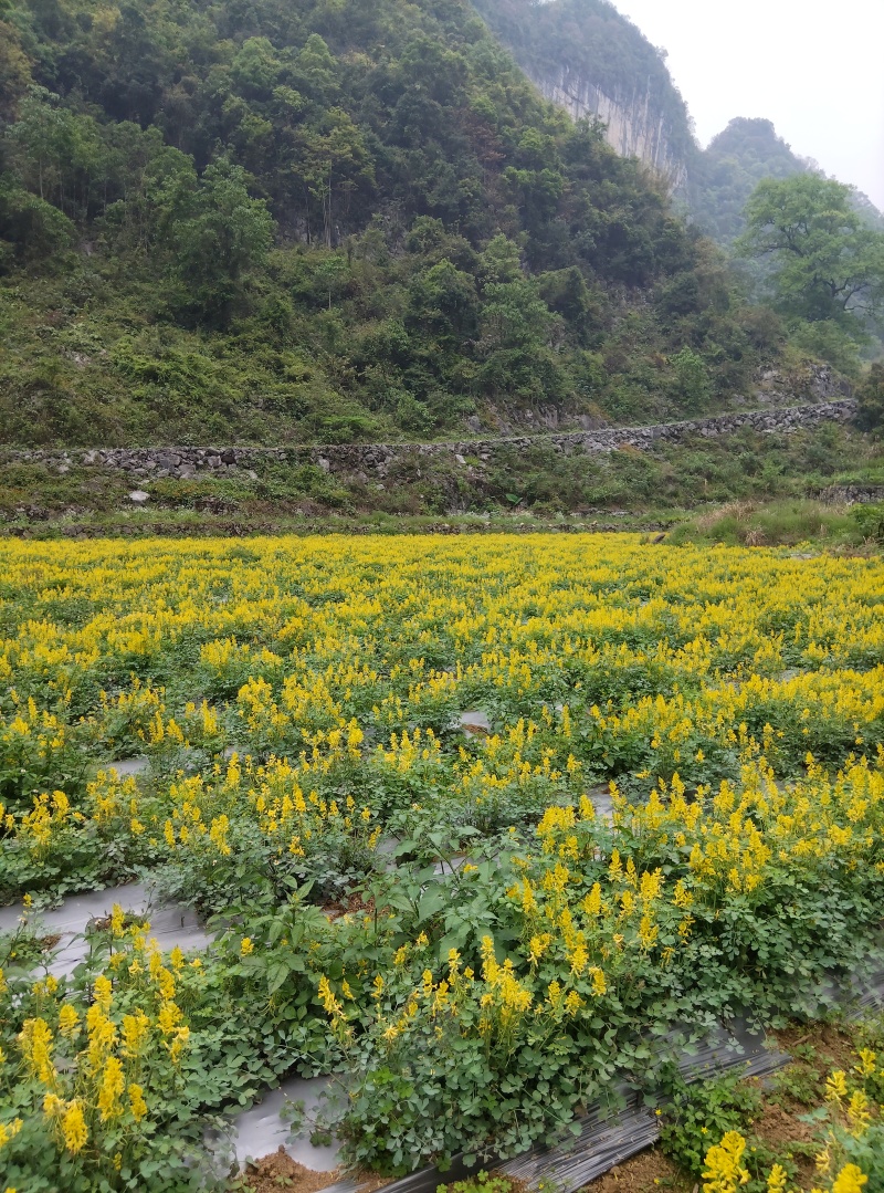 野生岩黄莲