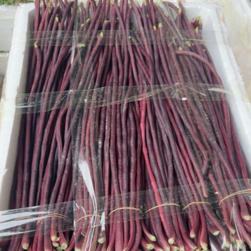紫长豆，红缸豆，红豆角，紫豆角，长豆角，