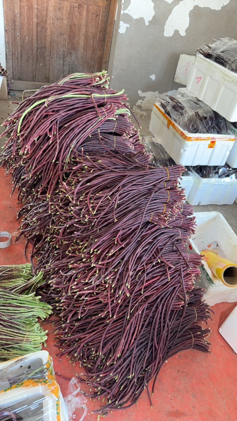 紫长豆，红缸豆，红豆角，紫豆角，长豆角，