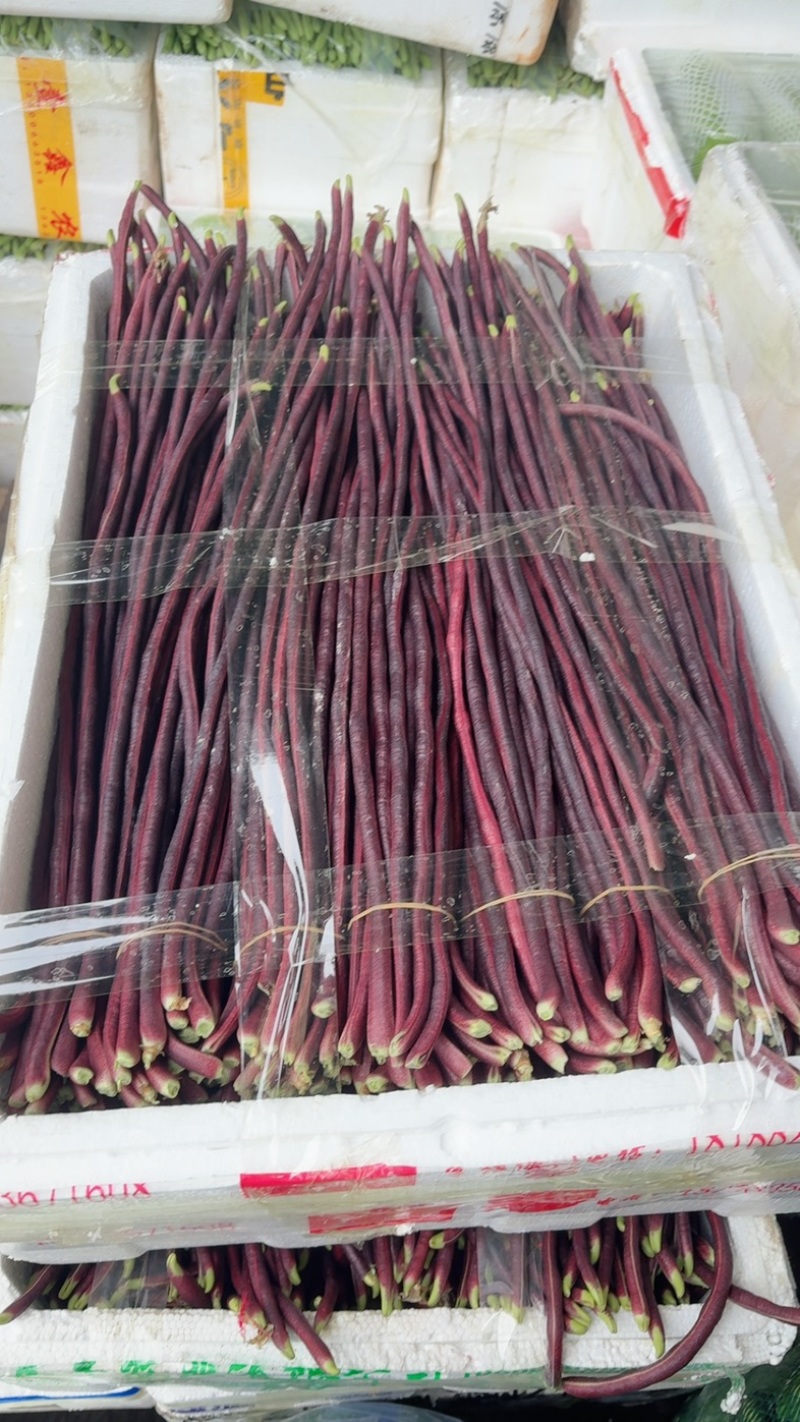 紫长豆，红缸豆，红豆角，紫豆角，长豆角，