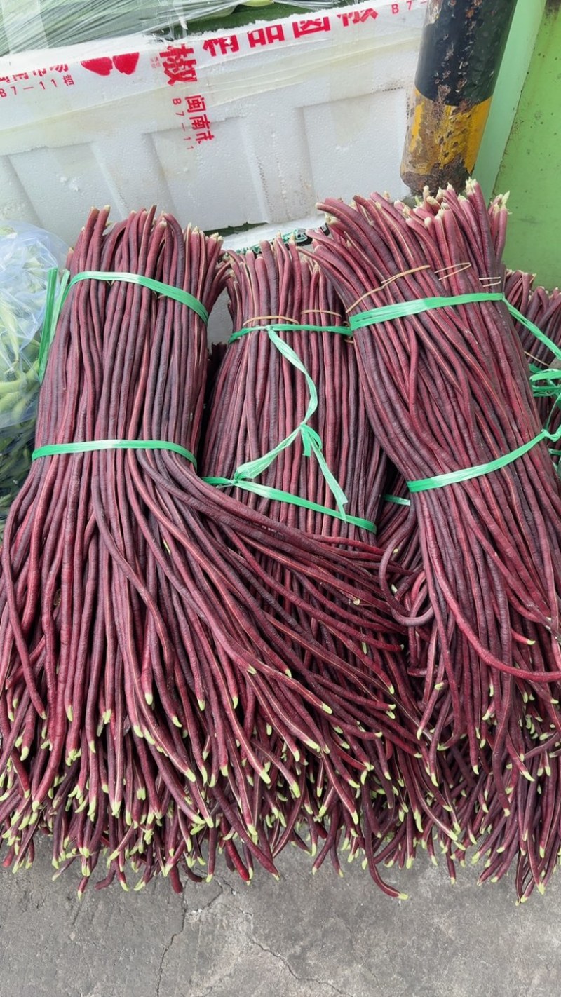 紫长豆，红缸豆，红豆角，紫豆角，长豆角，
