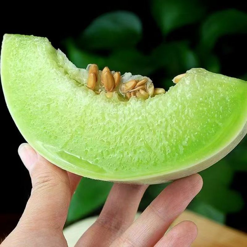【玉菇甜瓜】山东玉菇甜瓜/莘县玉菇甜瓜/质量三包
